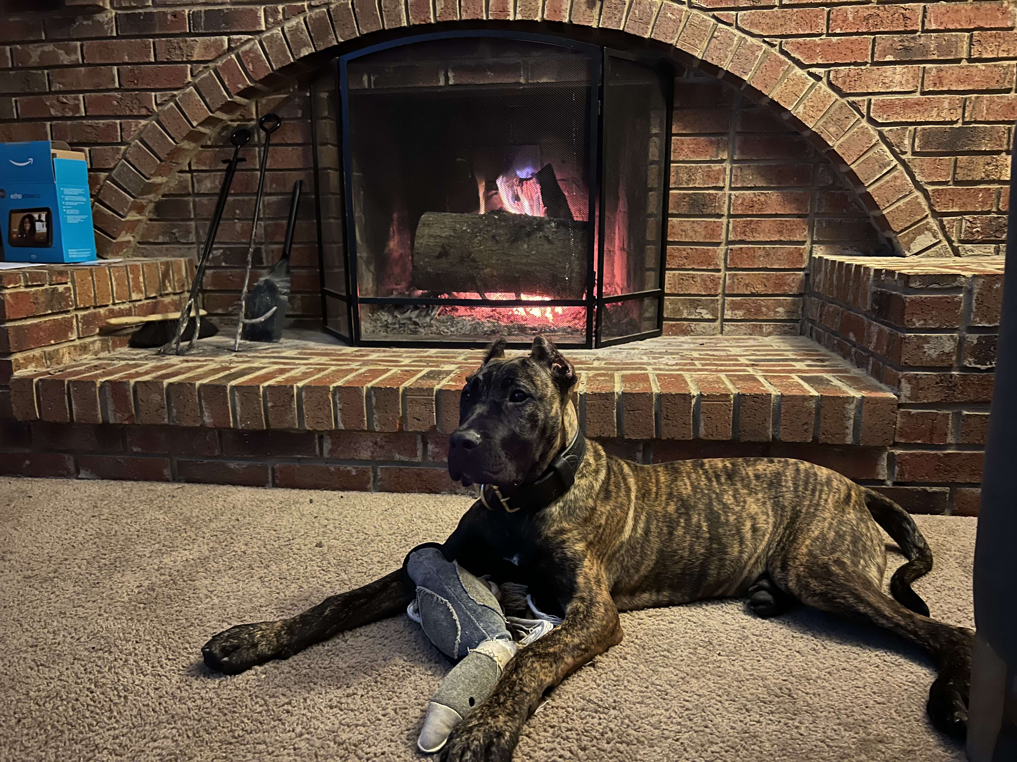 Cane Corso resting calmly in front of a burning fire