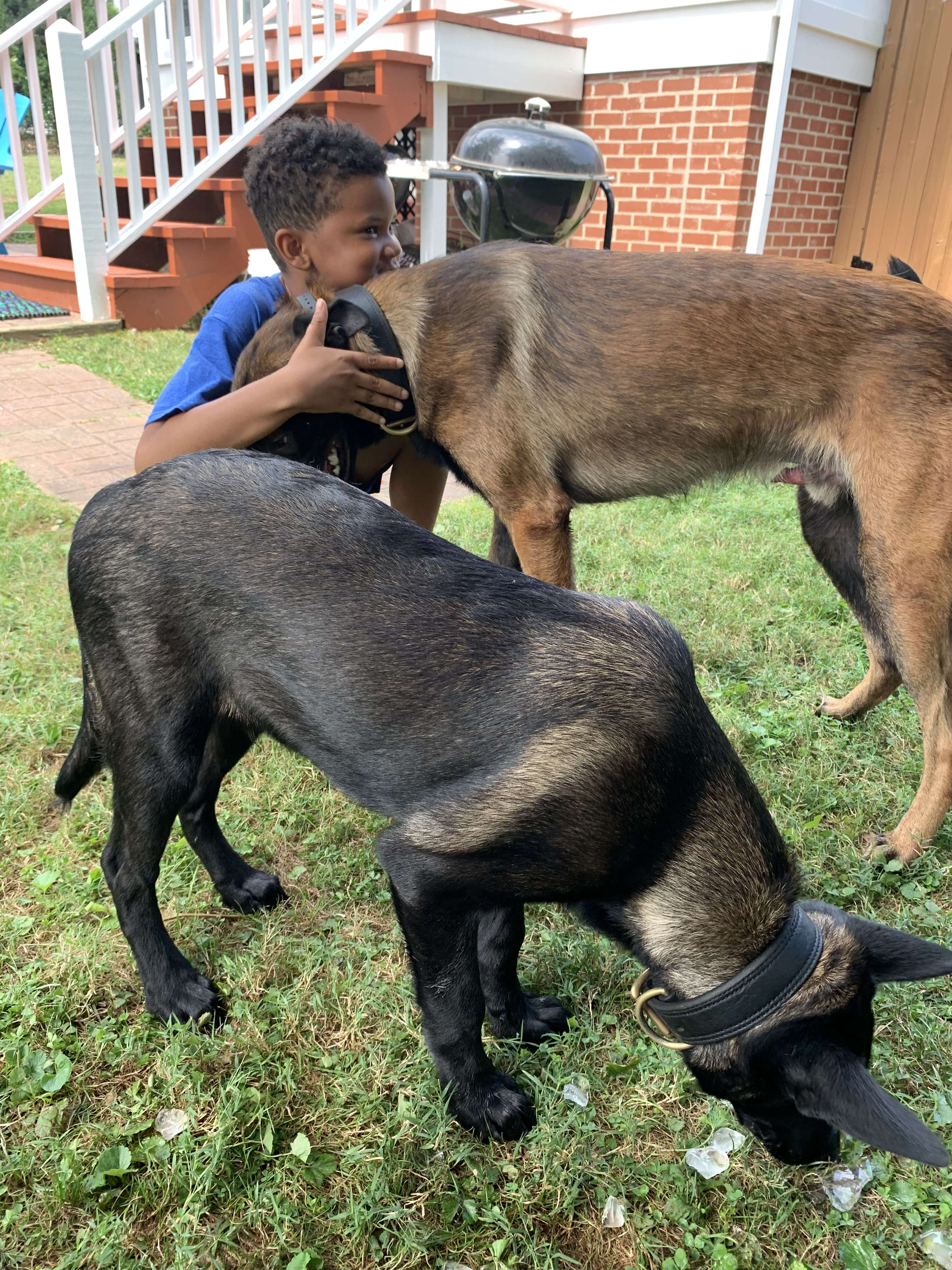 A child sharing a moment with two Belgian Malinois