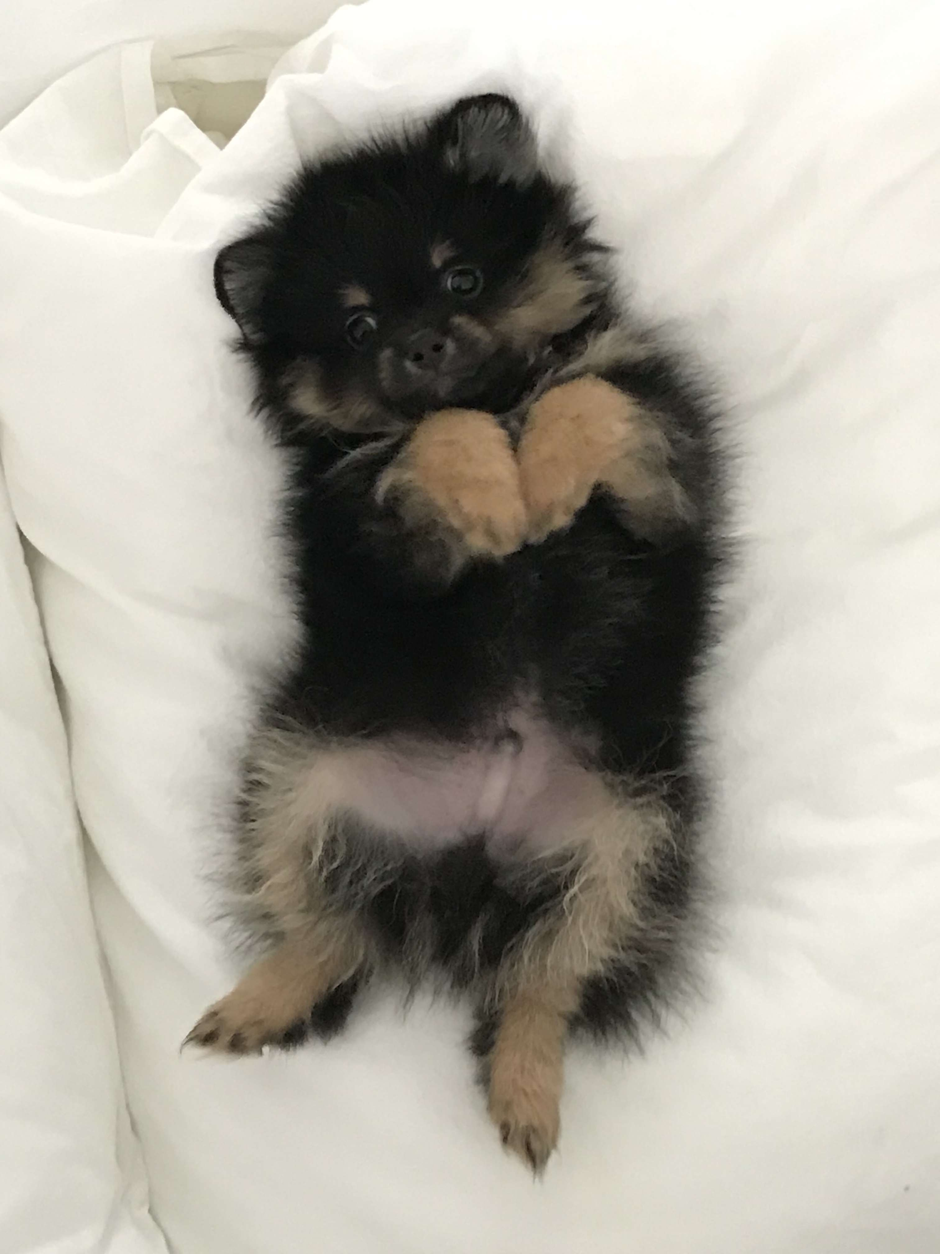 Even the youngest pups start their foundation with 301 K-9