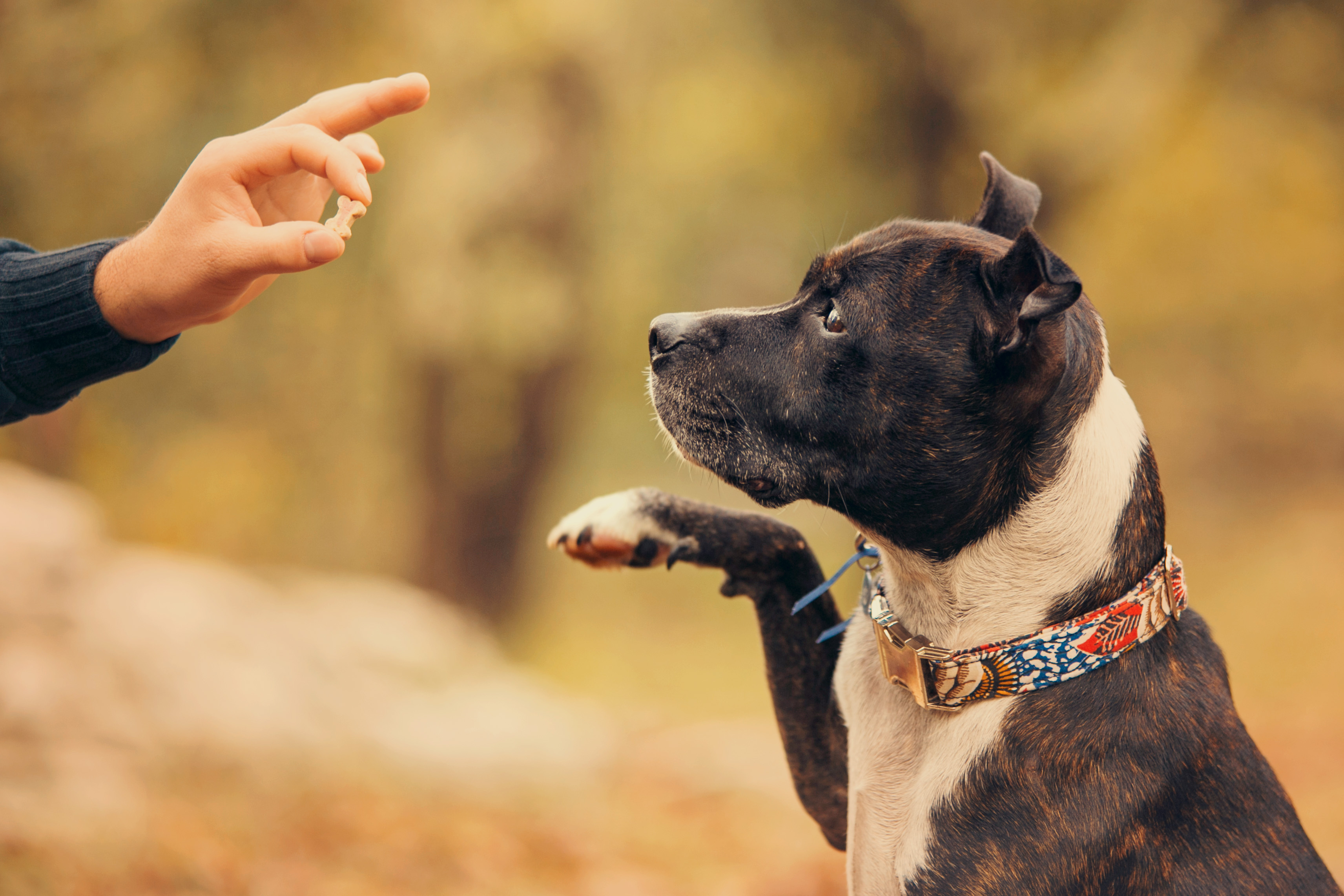 Dog offering a paw during obedience training