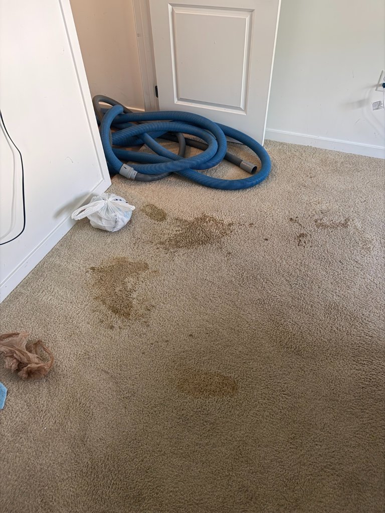 Pet Odor & Urine Treatment in Dade City, FL