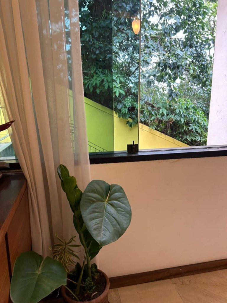 Room with Forest View — photo 4