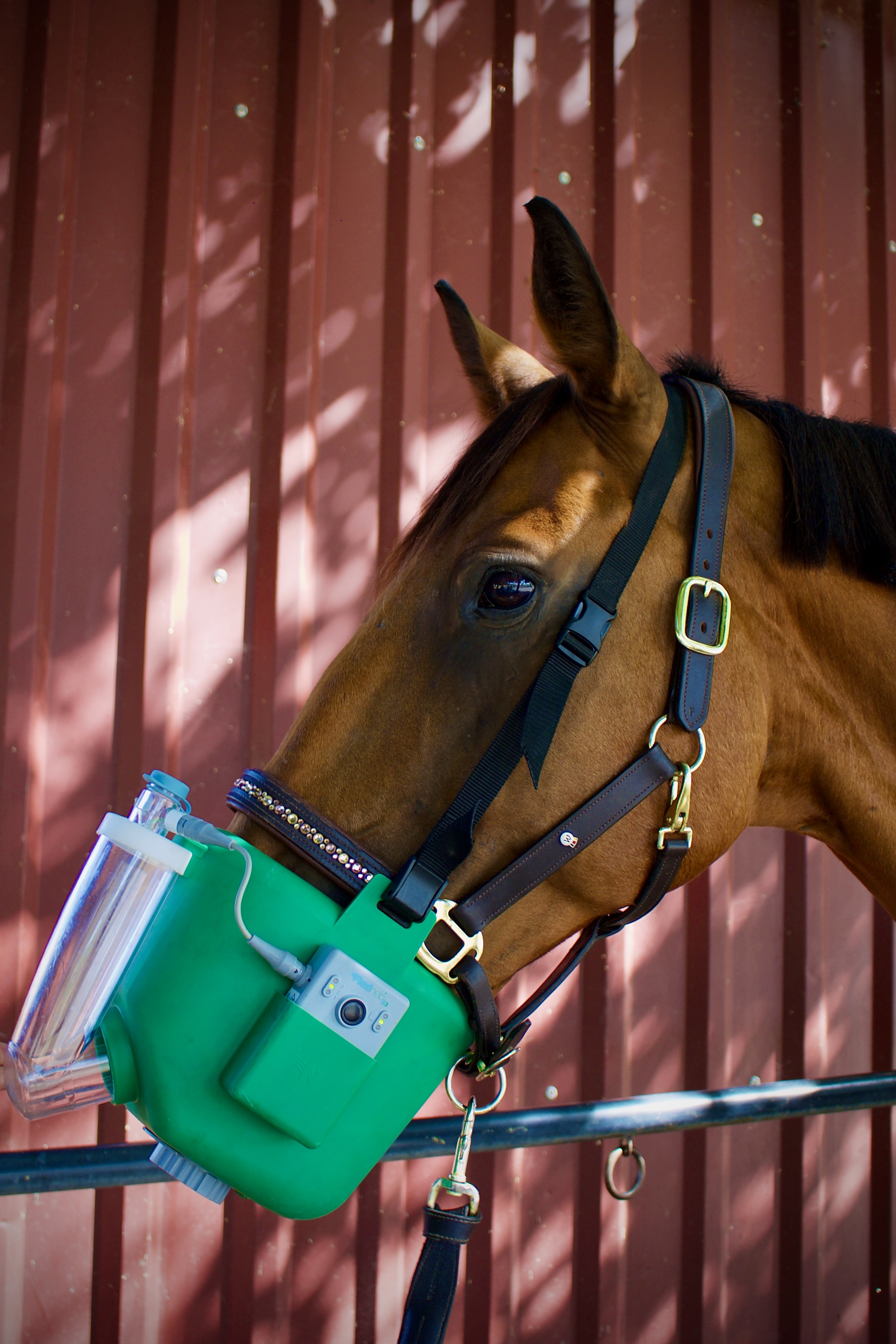 Pferd mit Flexineb E3 Inhalationsgerät