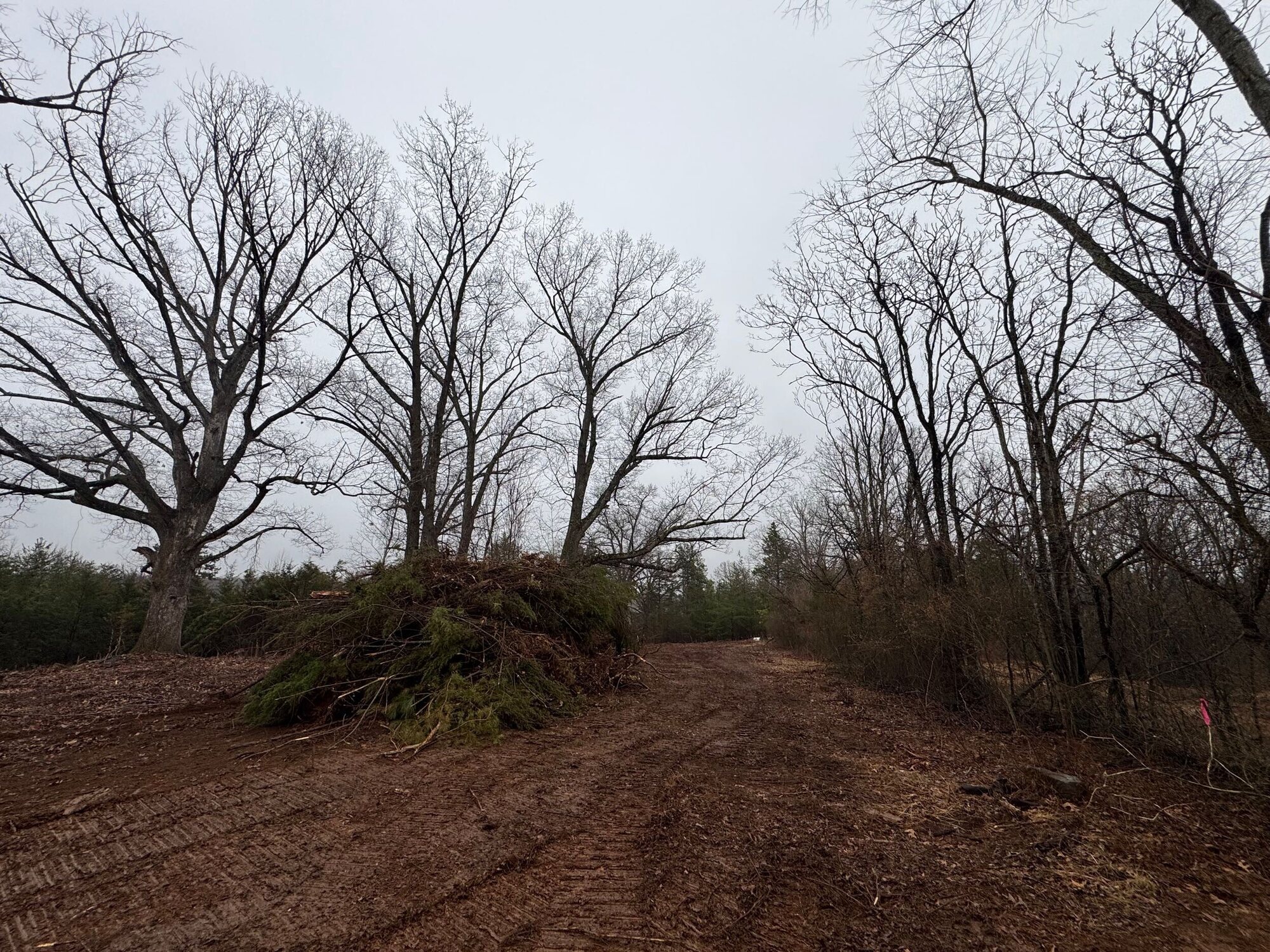 Wooded lot before site work, with bare trees and piled brush