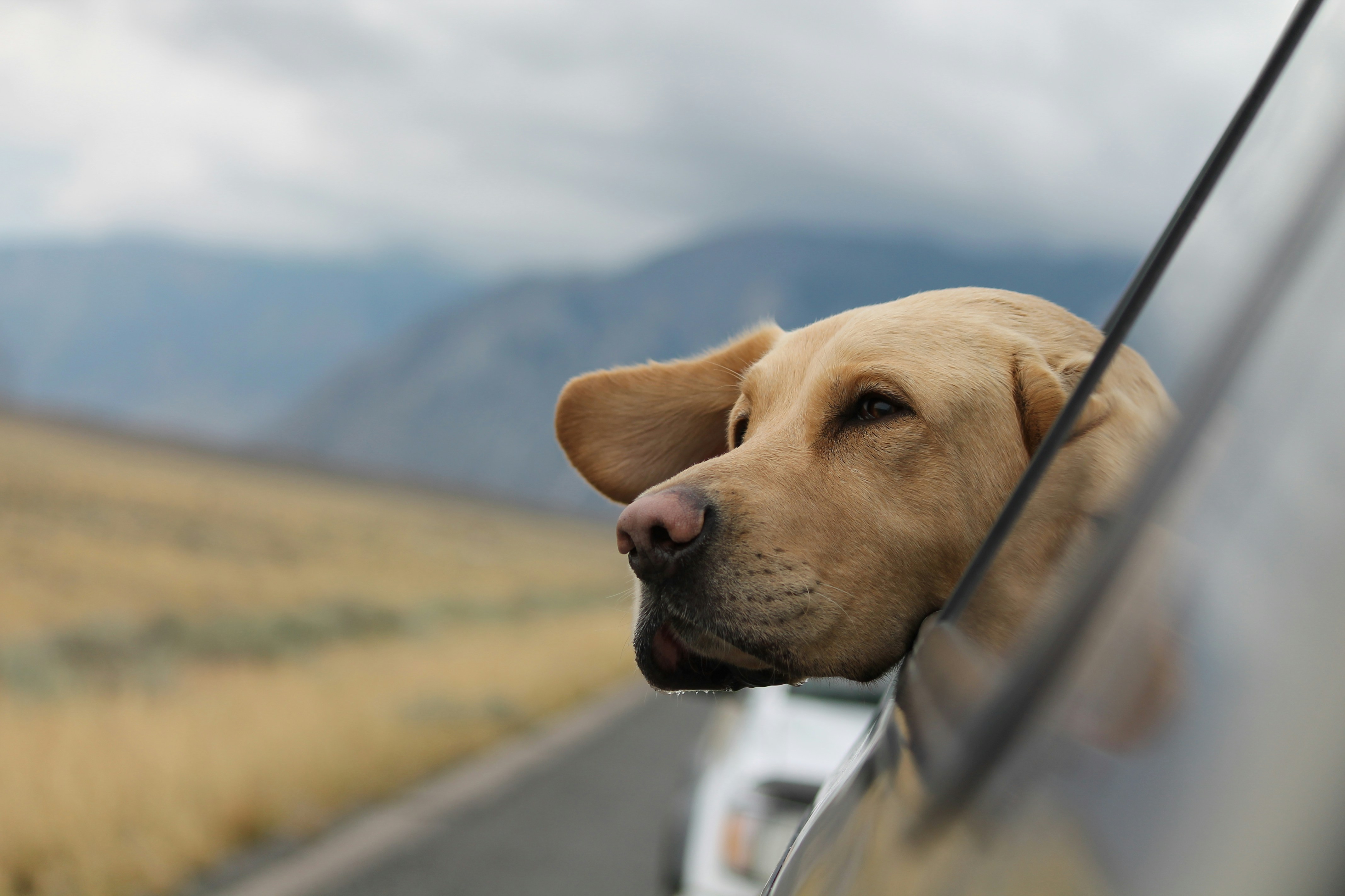 Dog leaning out of a moving car window on a scenic road trip
