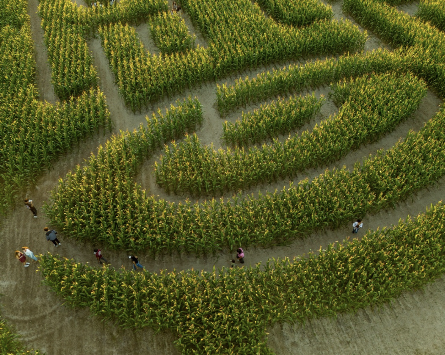 West Farm Corn Maze