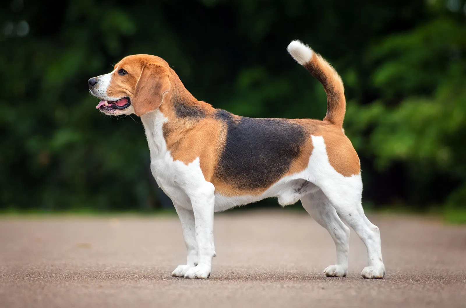 Beagle puppy for sale in Madison