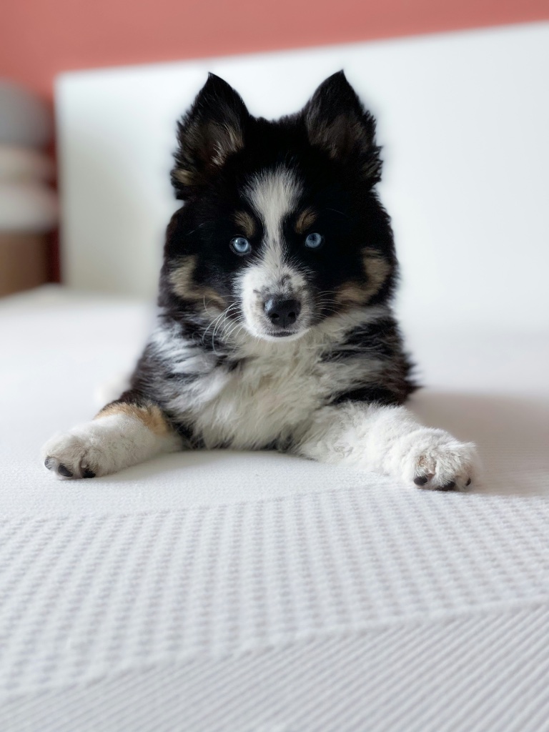 Pomsky puppy for sale in Denver