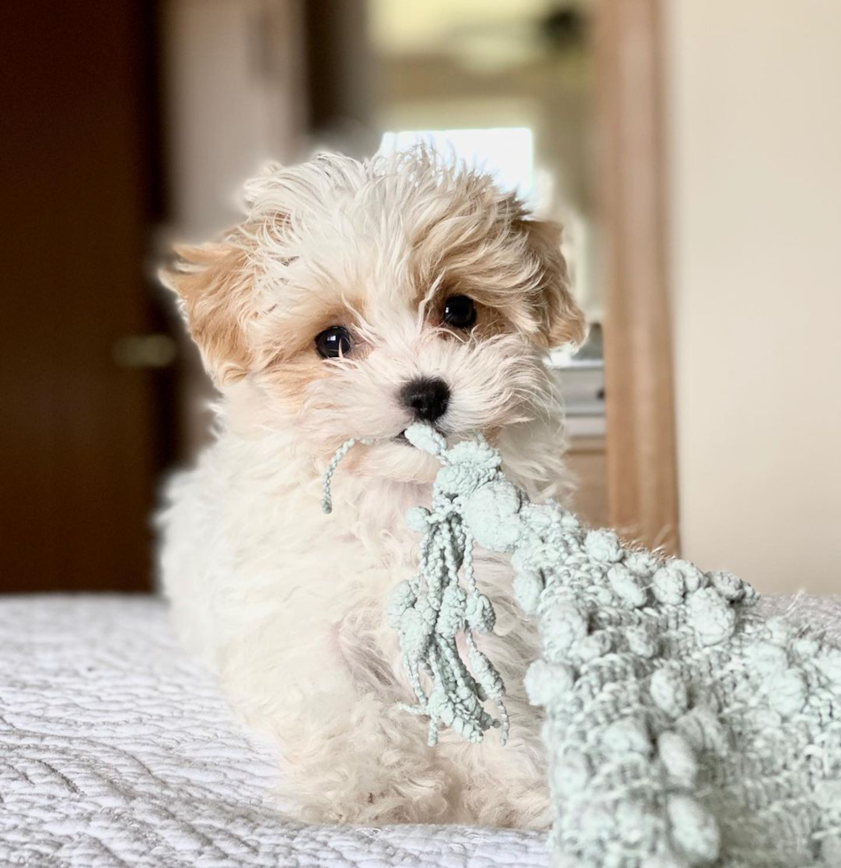 Maltipoo puppy for sale in San Diego