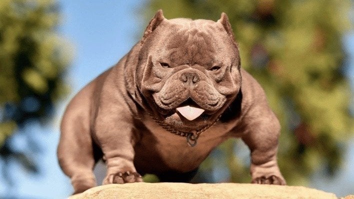 Exotic Bully puppy for sale in Atlanta