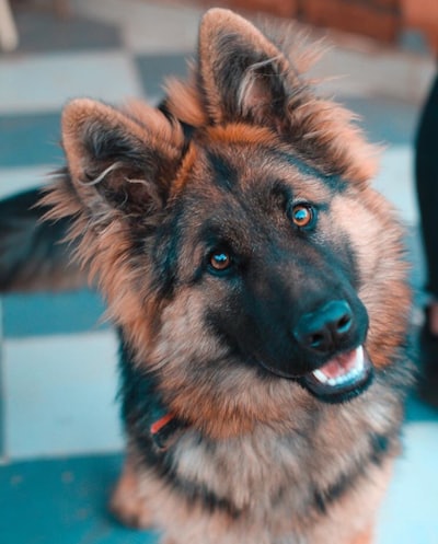 German Shepherd puppy for sale in Eau Claire