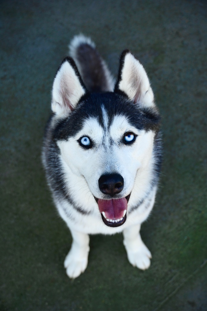 Siberian Husky puppy for sale in Brownsville