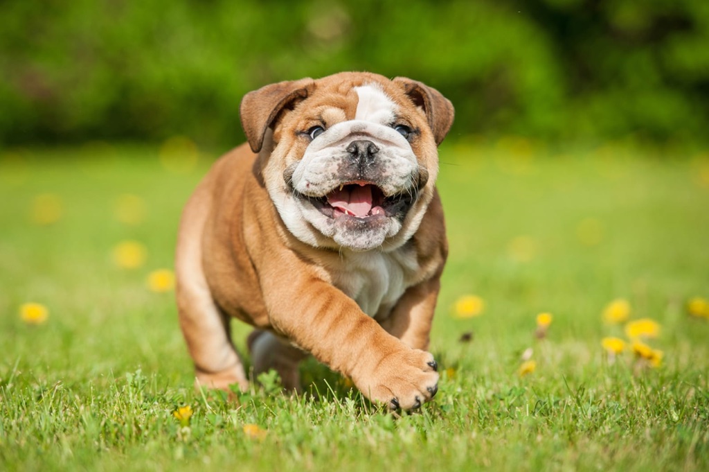 Bulldog puppy for sale in Oshkosh