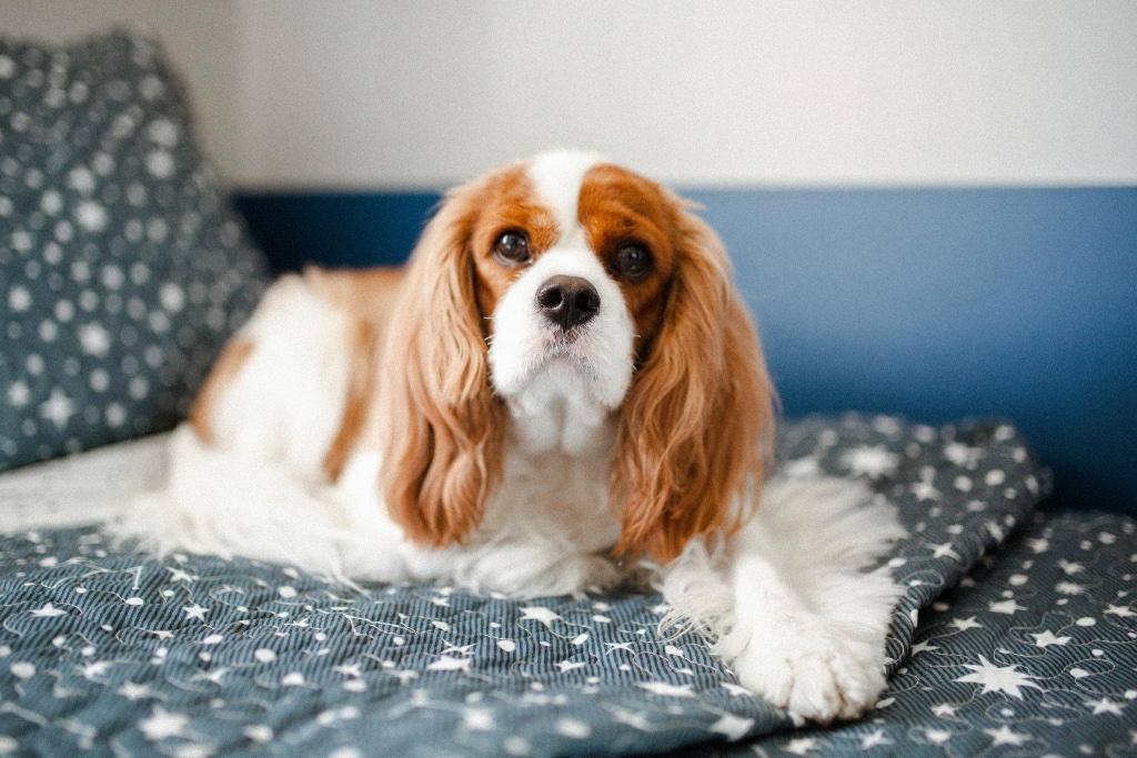 Cavalier King Charles Spaniel puppy for sale in Racine