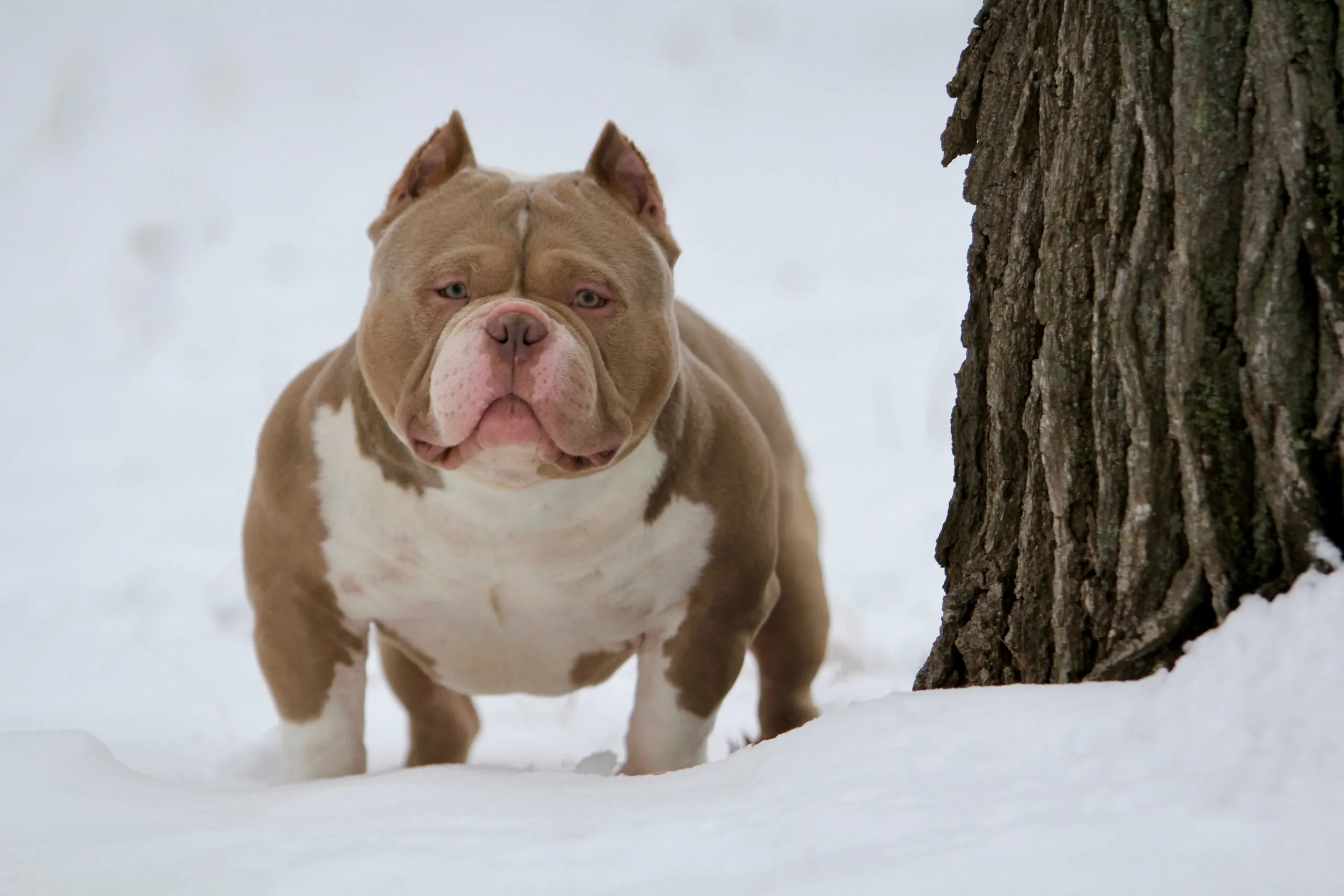 American Bully puppy for sale in Miami