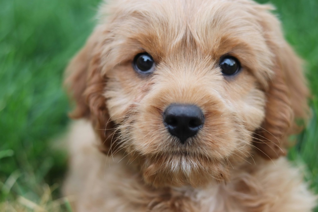 Cavapoo puppy for sale in Portland
