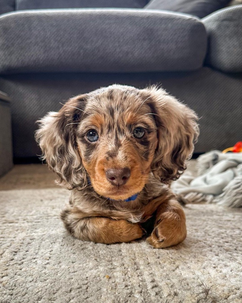 Dachshund puppy for sale in Green Bay