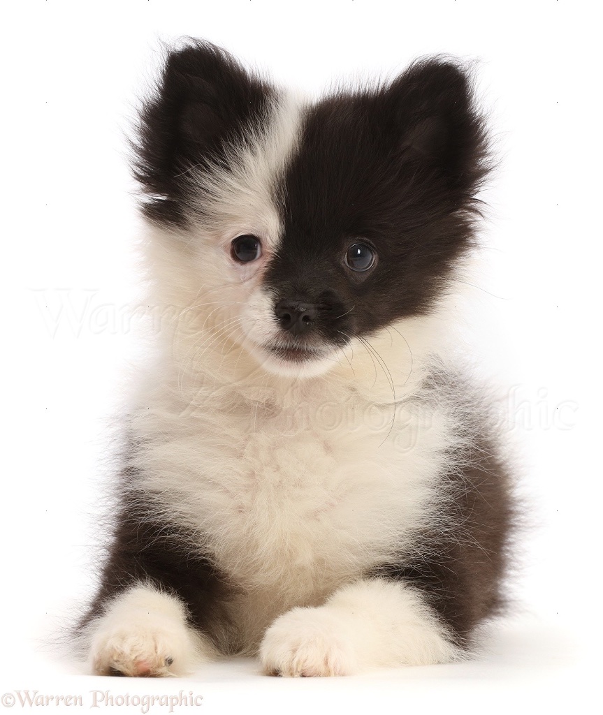 Pomchi puppy for sale in Nashville
