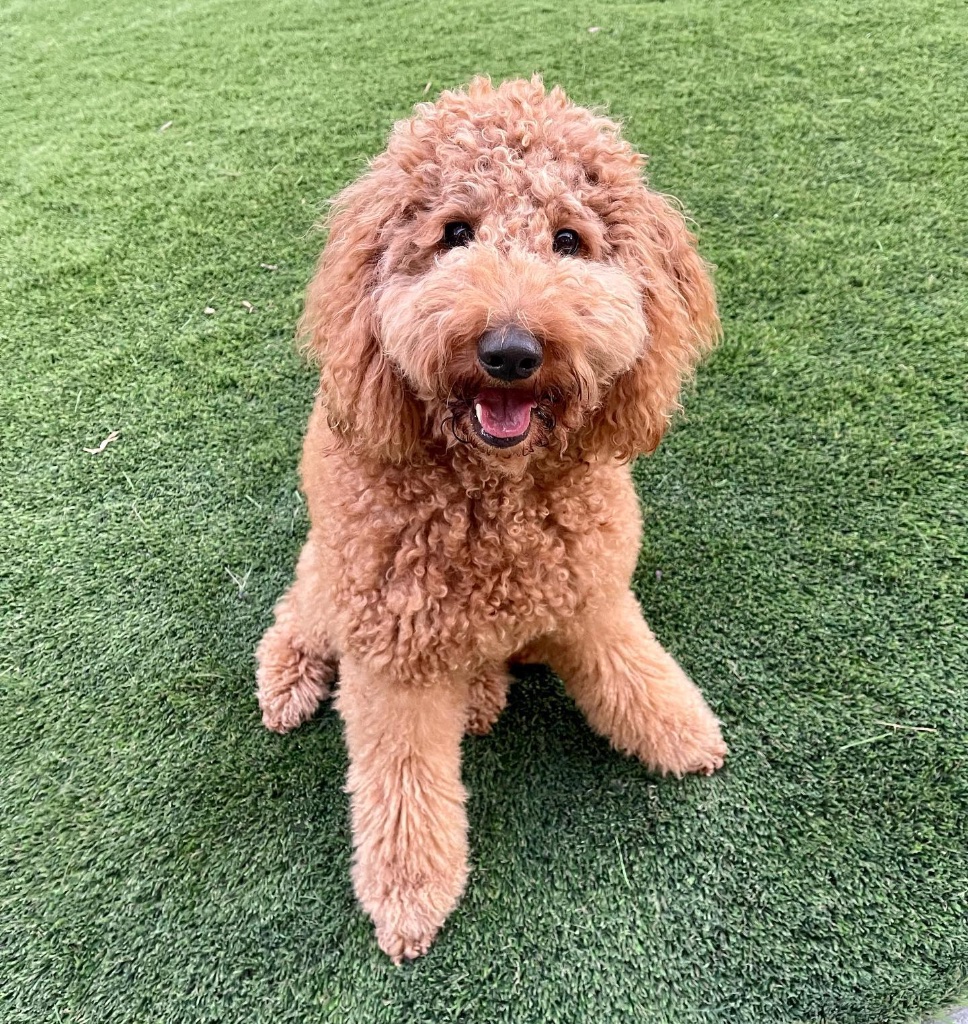 Goldendoodle puppies for sale