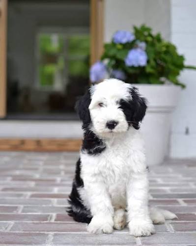 Sheepadoodle puppy for sale in Kansas City