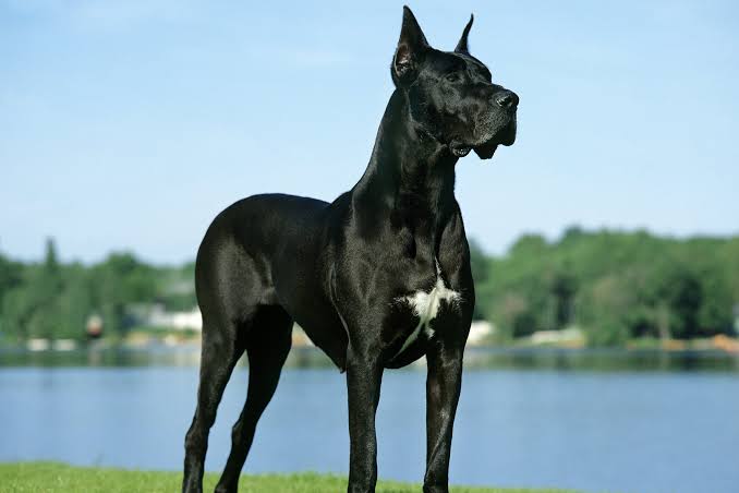 Great Dane puppy for sale in Racine