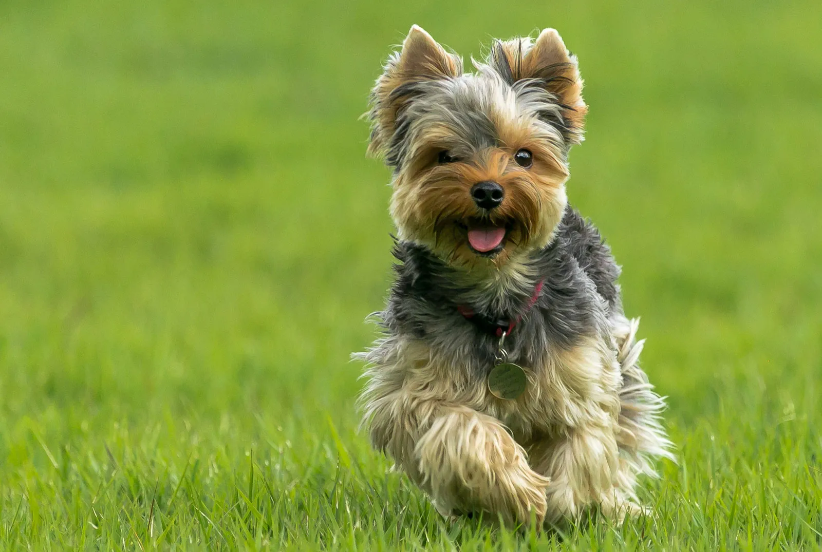 Yorkshire Terrier puppy for sale in Green Bay