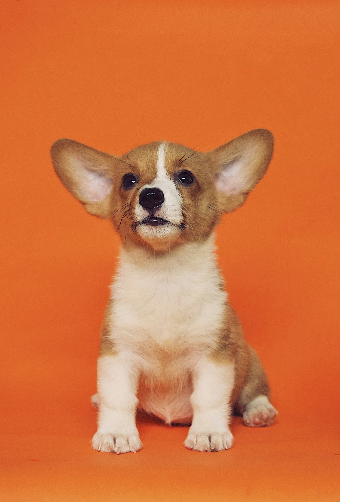 Corgi puppies for sale