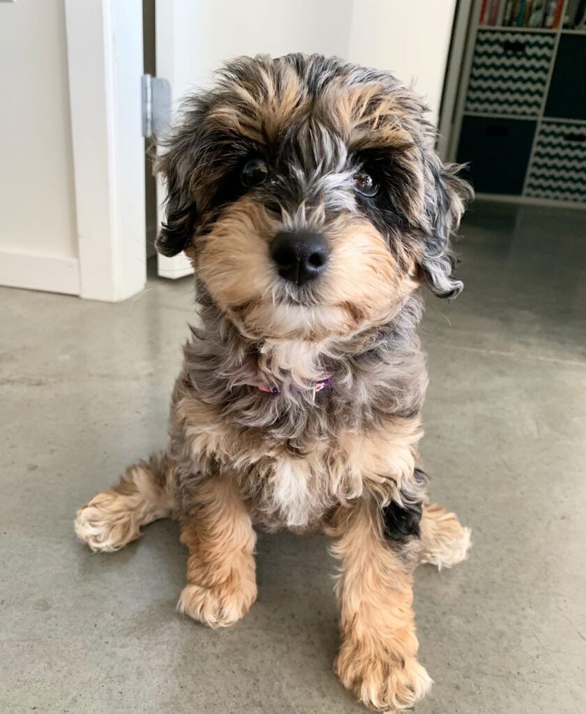 Schnoodle puppy for sale in Denver