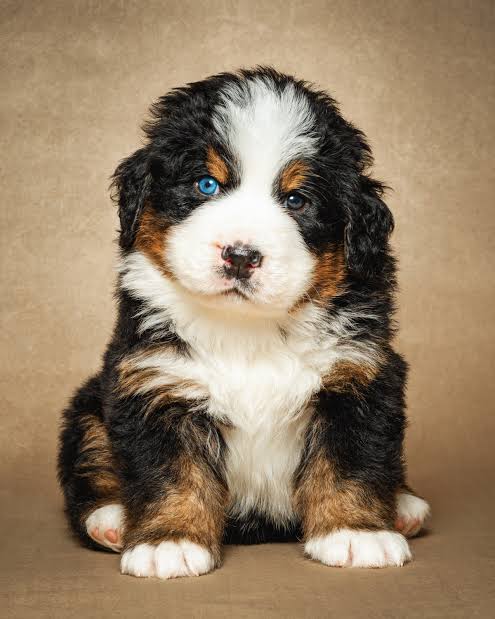 Bernese Mountain Dog puppies for sale