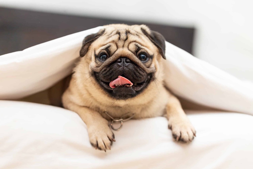 Pug puppy for sale in Boston