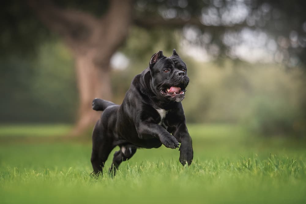 Cane Corso puppy for sale in Houston