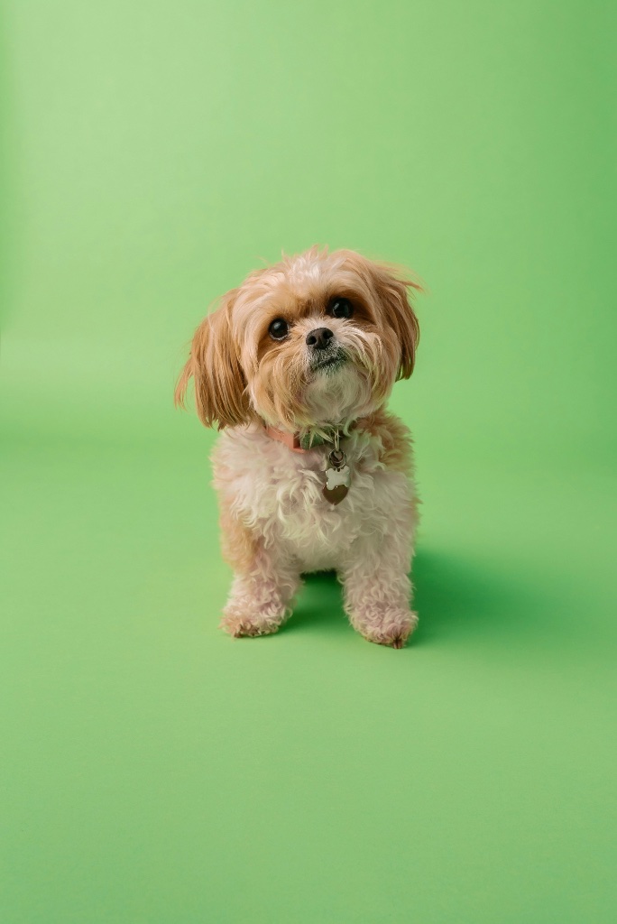 Shih Tzu puppy for sale in Appleton