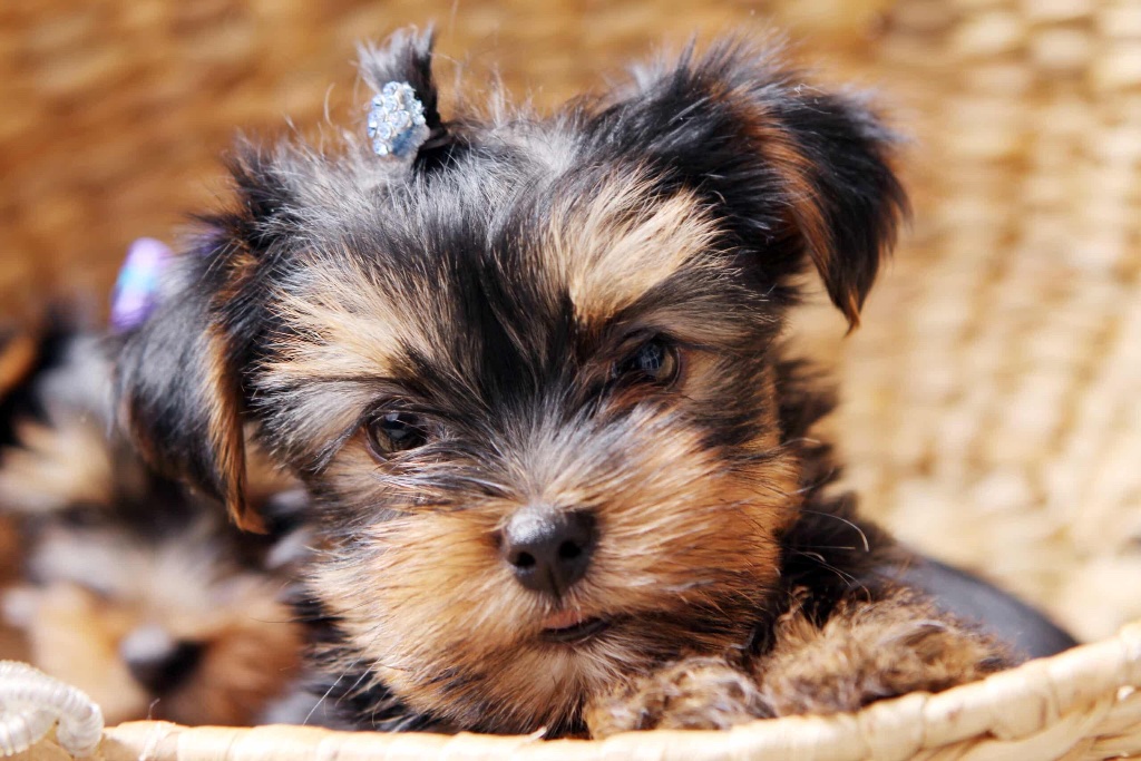 Yorkiepoo puppy for sale in Charlotte