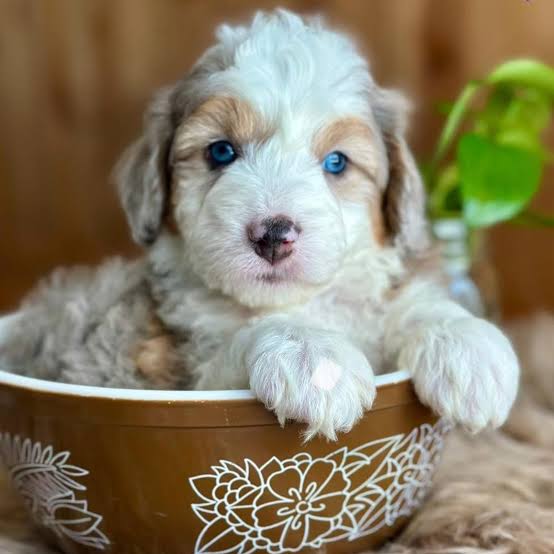 Aussiedoodle puppy for sale in Nashville