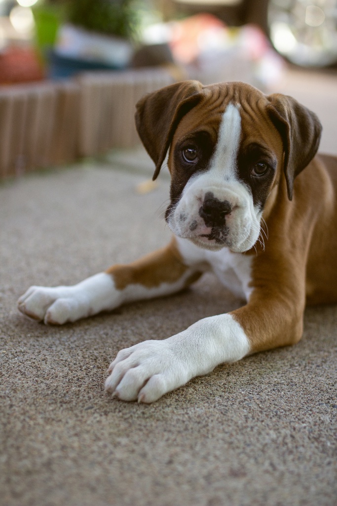 Boxer puppy for sale in Brownsville
