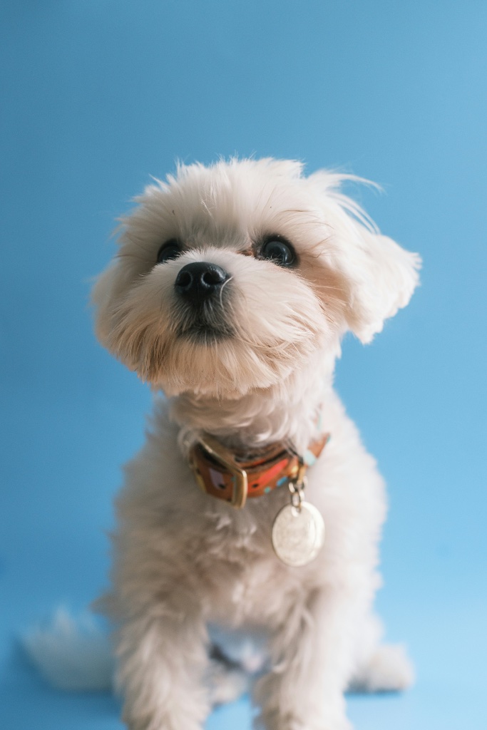 Morkie puppy for sale in Miami