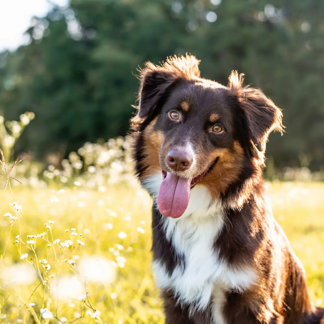 Australian Shepherd puppy for sale in Appleton