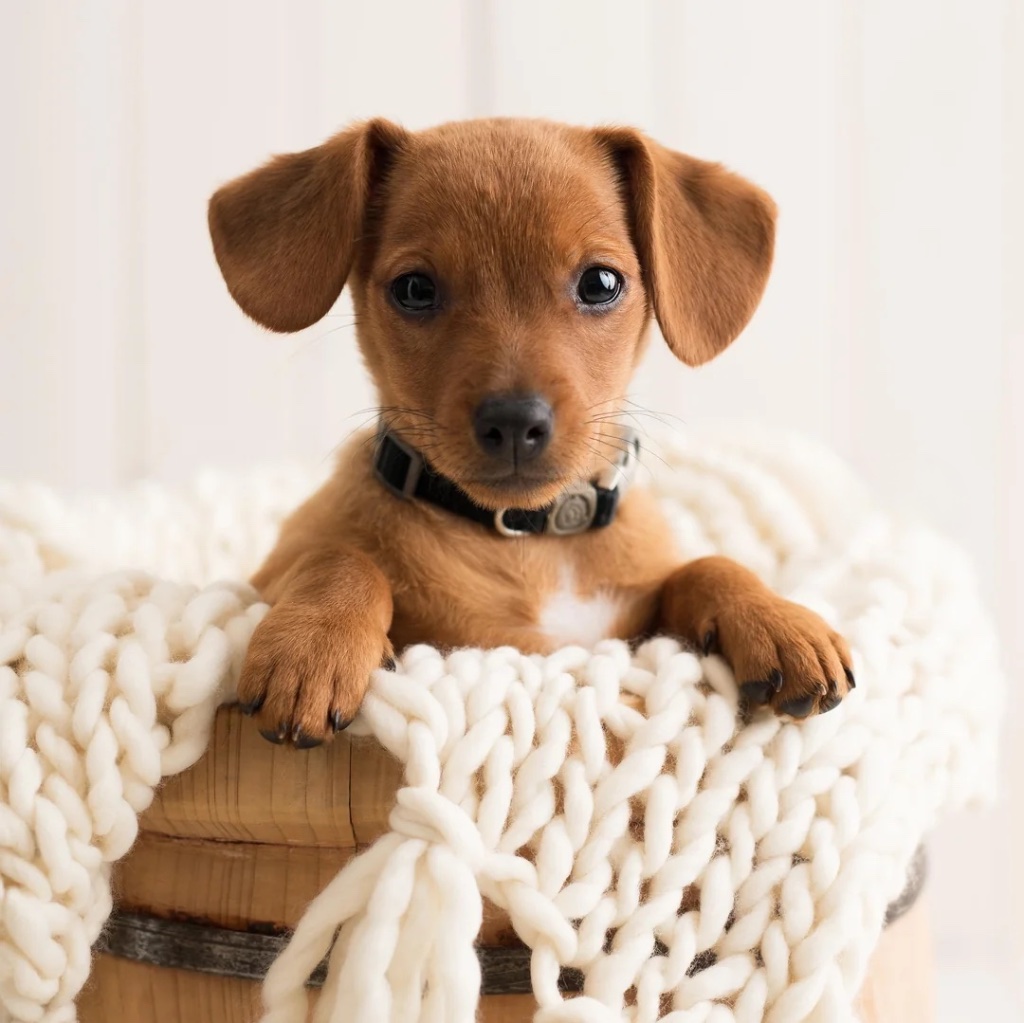 Chiweenie puppy for sale in Phoenix
