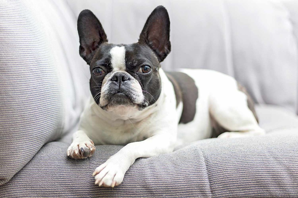 Frenchton puppy for sale in Boston