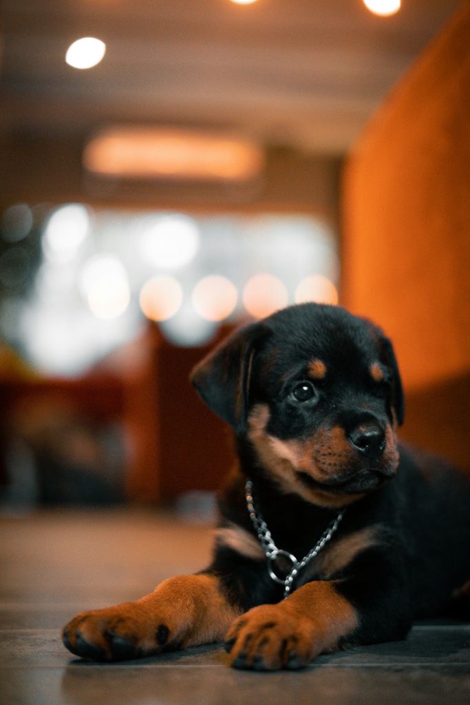 Rottweiler puppy for sale in Madison