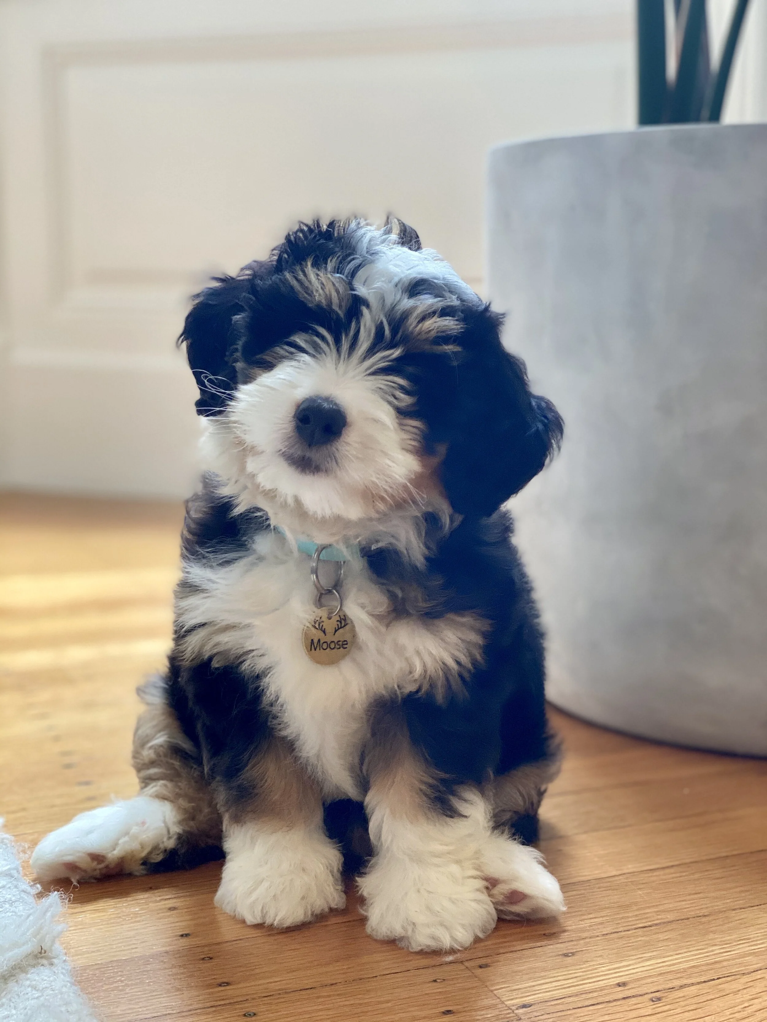 Bernedoodle puppy for sale in Denver