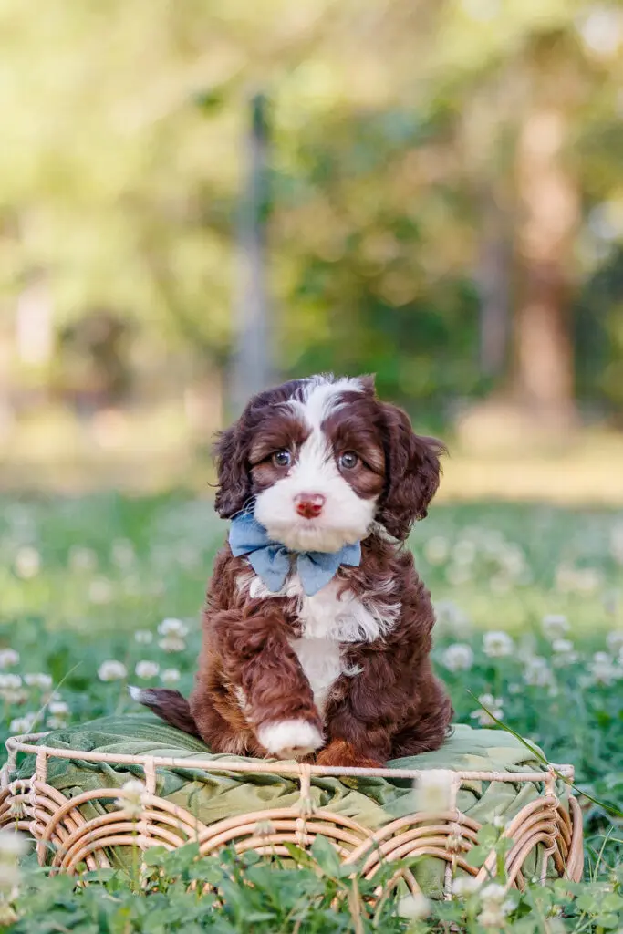 Labradoodle puppy for sale in Austin