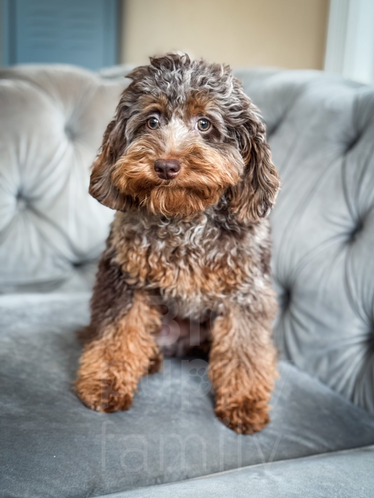 Poodle puppy for sale in Oshkosh