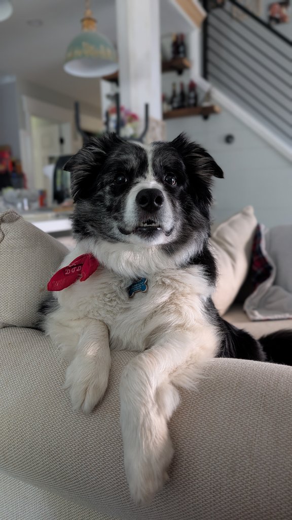 Apollo relaxing on the sofa in his red bandana