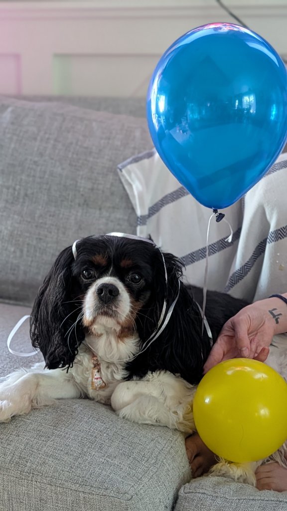 PopTart the Cavalier King Charles Spaniel with a blue balloon