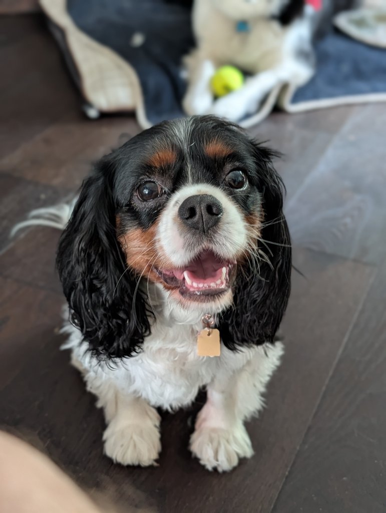 PopTart the Cavalier King Charles Spaniel sitting on the floor