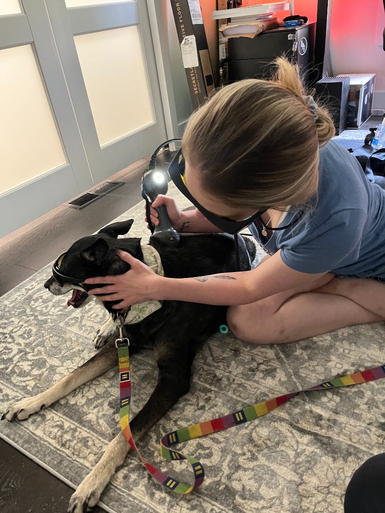 Dr. Eve wearing protective goggles and performing Class IV laser therapy on a calm black dog in a home