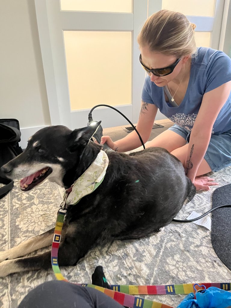 Dr. Eve administering laser therapy with a handheld device along a black dog's back during a home visit
