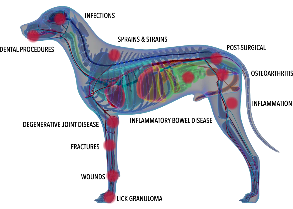 Anatomical diagram of a dog showing the areas Class IV laser therapy can help, including joints, spine, hips, and limbs