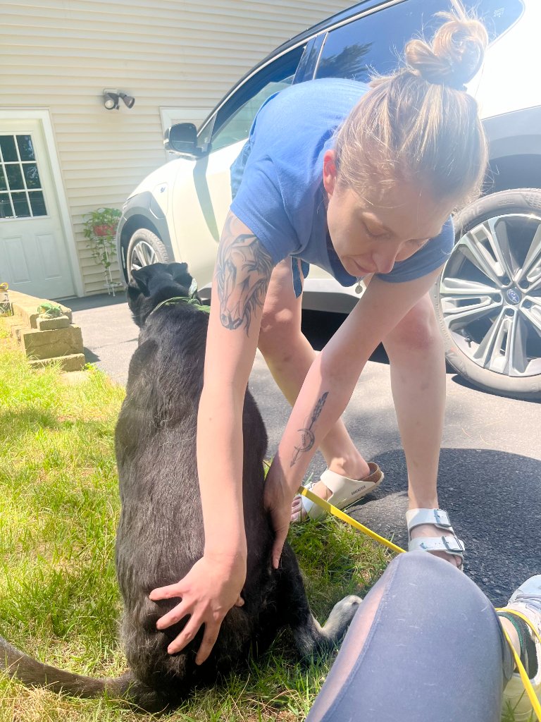 Dr. Eve performing a hands-on pain and mobility assessment on a large black dog outdoors